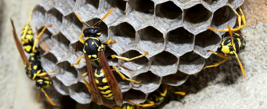 So why are those yellow jackets so mean?