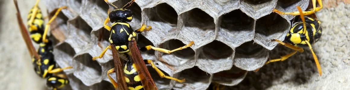 So why are those yellow jackets so mean?